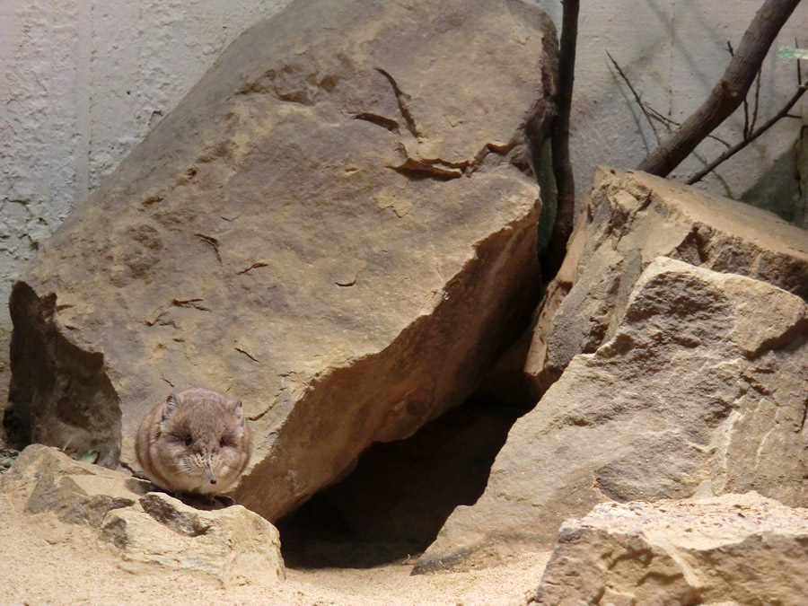 Kurzohrige Elefantenspitzmaus im Zoologischen Garten Wuppertal im Juni 2012