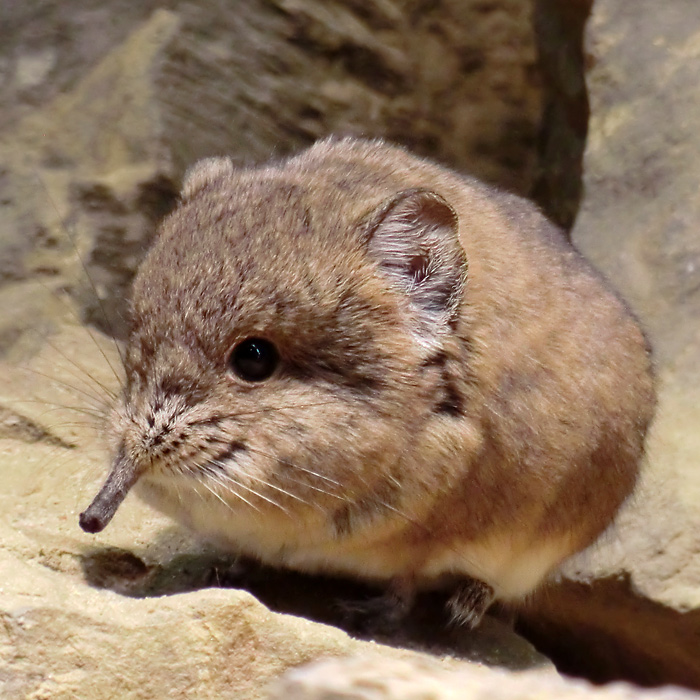 Kurzohrige Elefantenspitzmaus im Wuppertaler Zoo im Juni 2012