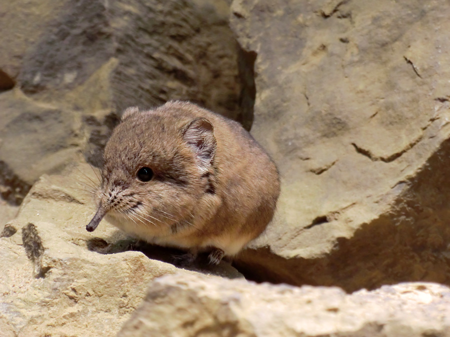 Kurzohrige Elefantenspitzmaus im Wuppertaler Zoo im Juni 2012