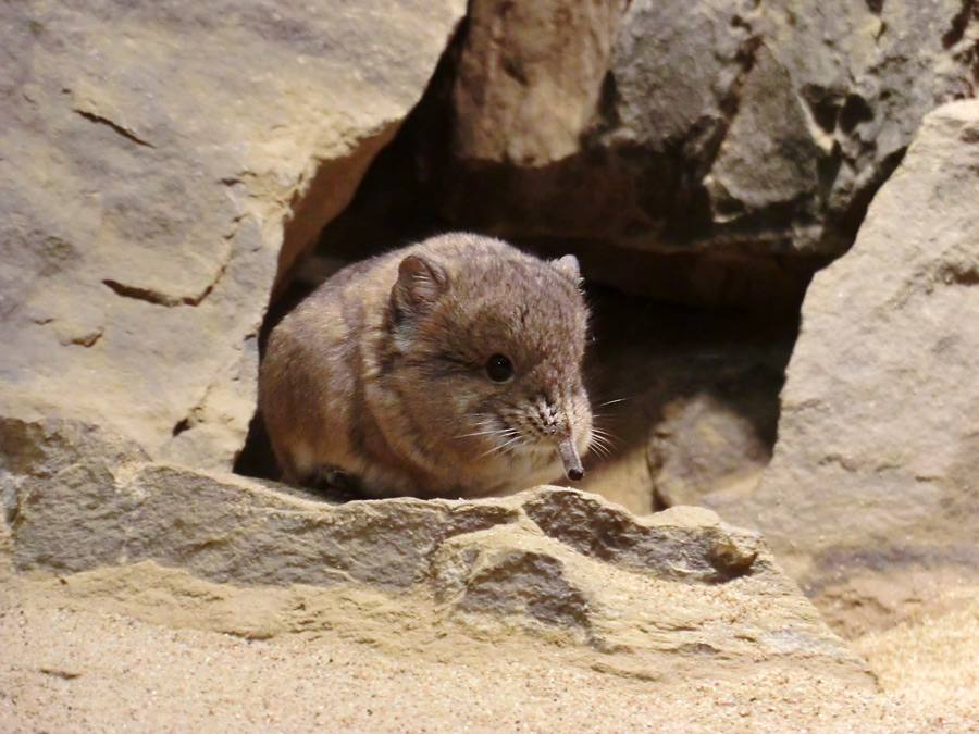 Kurzohrige Elefantenspitzmaus im Zoo Wuppertal im Juni 2012