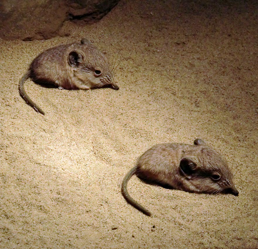 Kurzohrige Elefantenspitzmäuse im Wuppertaler Zoo im September 2012