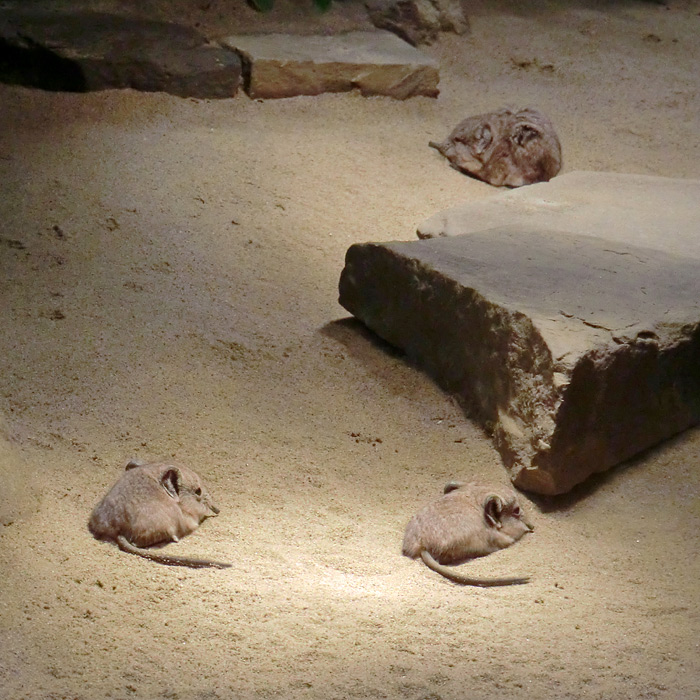 Kurzohrige Elefantenspitzmäuse im Wuppertaler Zoo im September 2012