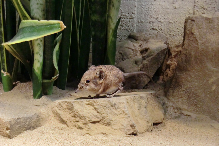 Kurzohrige Elefantenspitzmaus im Zoo Wuppertal im Oktober 2012