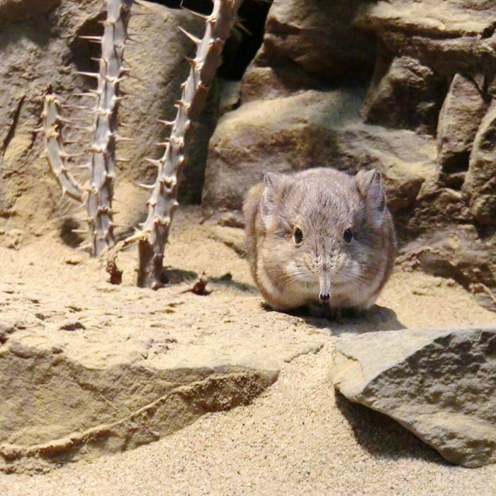 Kurzohrige Elefantenspitzmaus im Wuppertaler Zoo im Oktober 2012