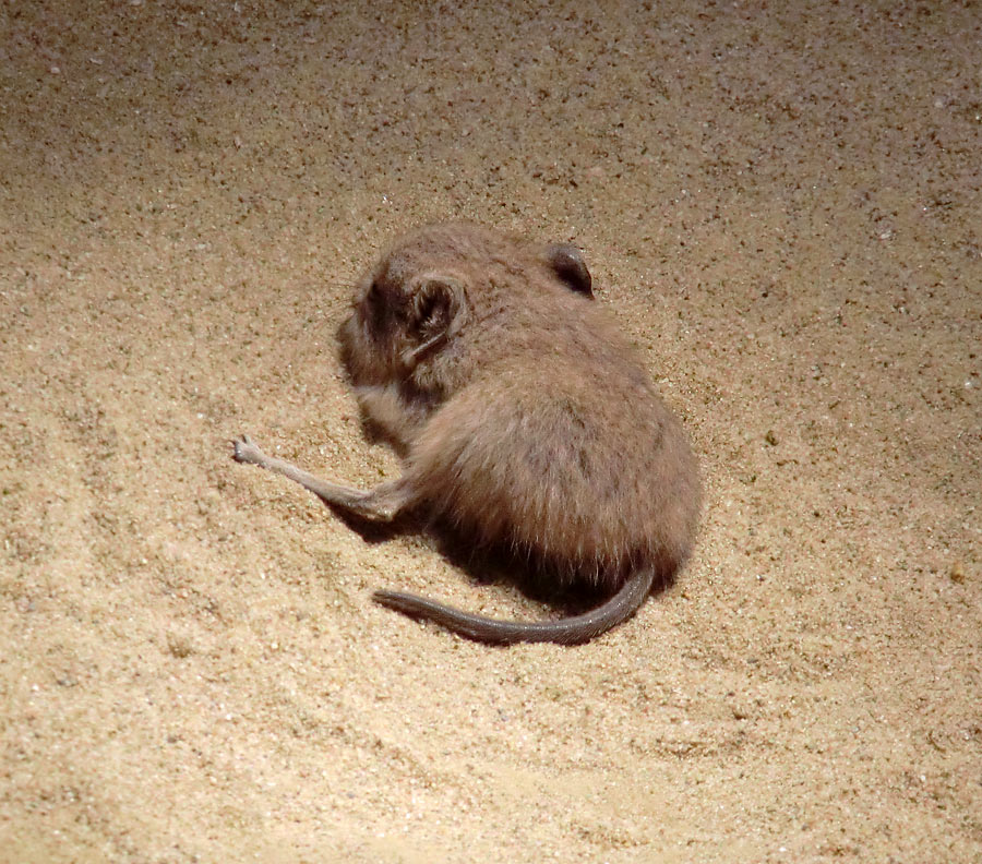 Junge kurzohrige Elefantenspitzmaus im Wuppertaler Zoo im November 2012