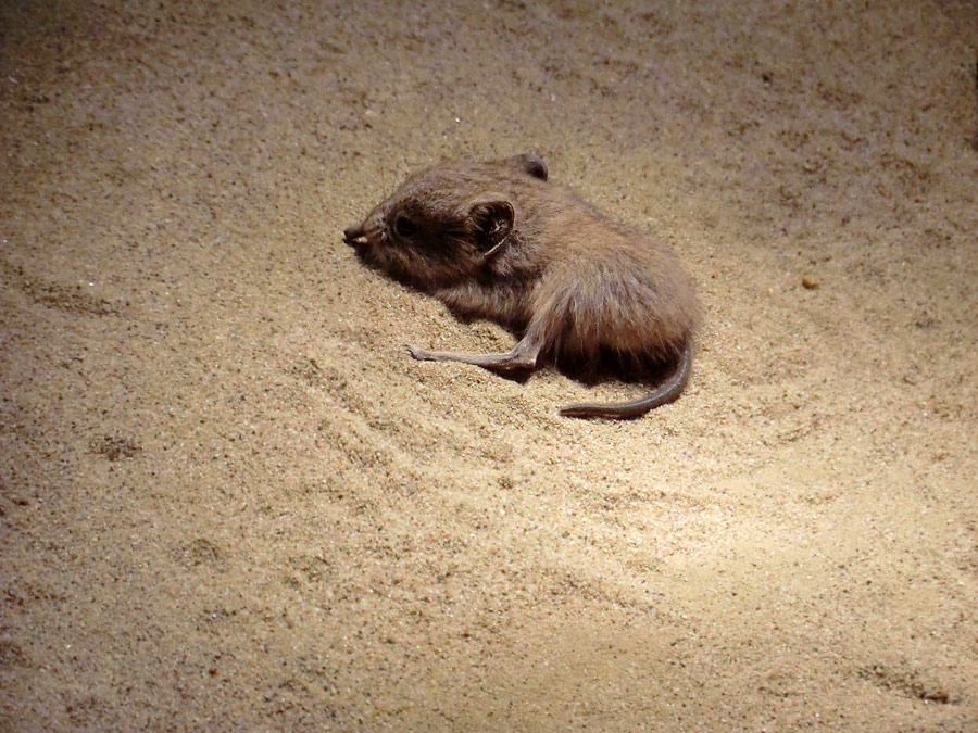 Junge kurzohrige Elefantenspitzmaus im Zoo Wuppertal im November 2012