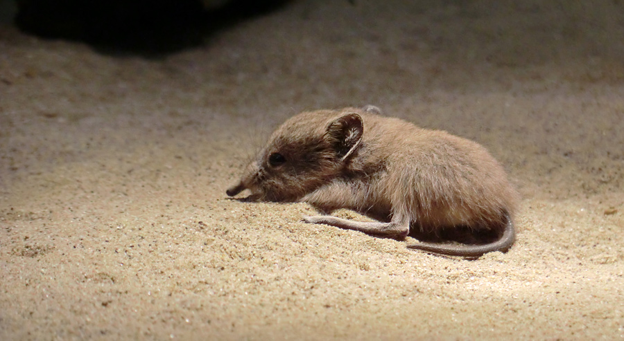 Kurzohrige Elefantenspitzmaus im Zoologischen Garten Wuppertal im November 2012