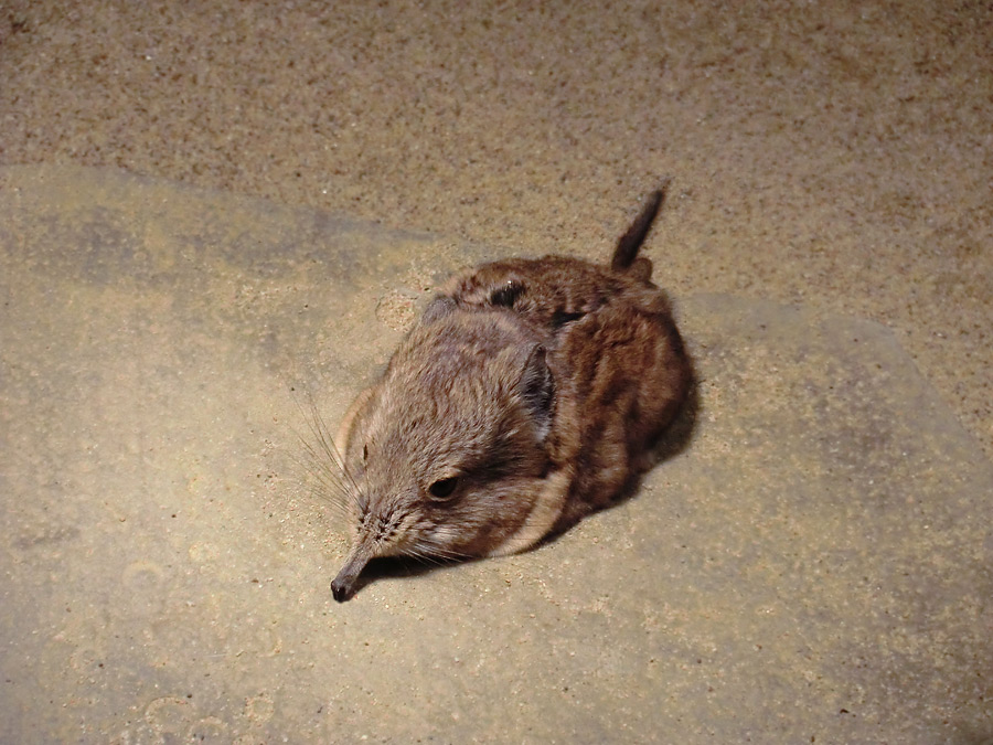 Kurzohrige Elefantenspitzmaus im Wuppertaler Zoo im November 2012