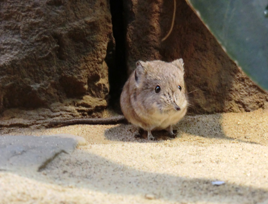 Kurzohrige Elefantenspitzmaus im Zoo Wuppertal im Dezember 2012