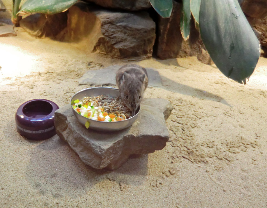 Kurzohrige Elefantenspitzmaus im Wuppertaler Zoo im Dezember 2012