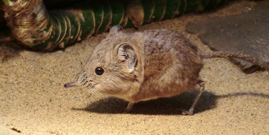 Kurzohrige Elefantenspitzmaus im Wuppertaler Zoo im Dezember 2012