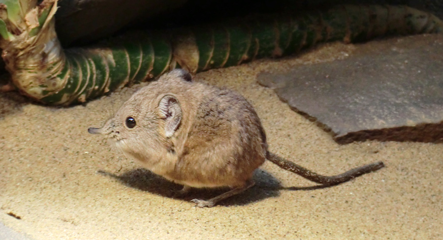 Kurzohrige Elefantenspitzmaus im Zoo Wuppertal im Dezember 2012