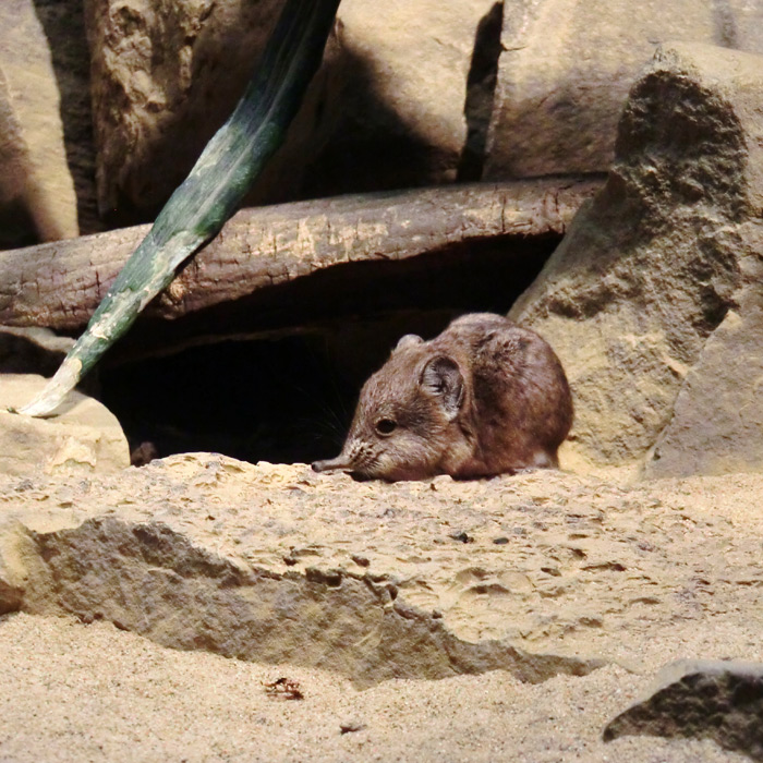 Kurzohrige Elefantenspitzmaus im Wuppertaler Zoo im Januar 2013