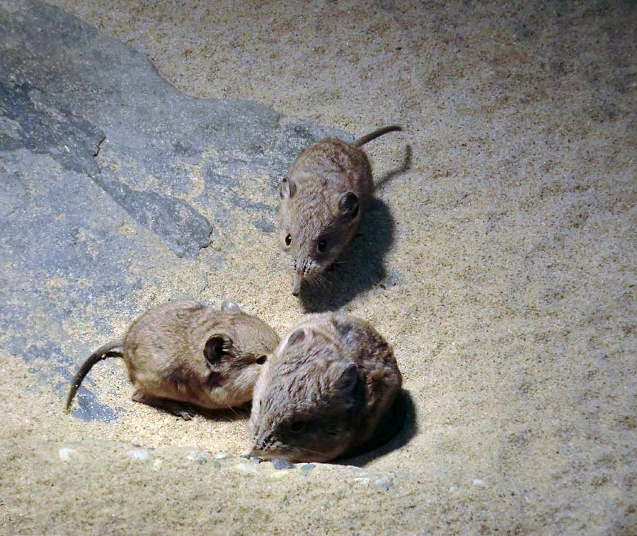 Kurzohrige Elefantenspitzmäuse im Zoo Wuppertal im Dezember 2013