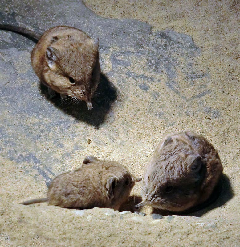 Kurzohrige Elefantenspitzmäuse im Zoo Wuppertal im Dezember 2013