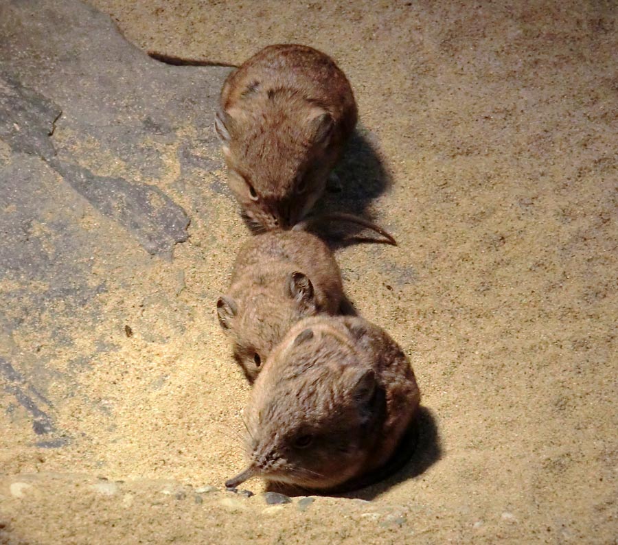 Kurzohrige Elefantenspitzmäuse im Zoologischen Garten Wuppertal im Dezember 2013