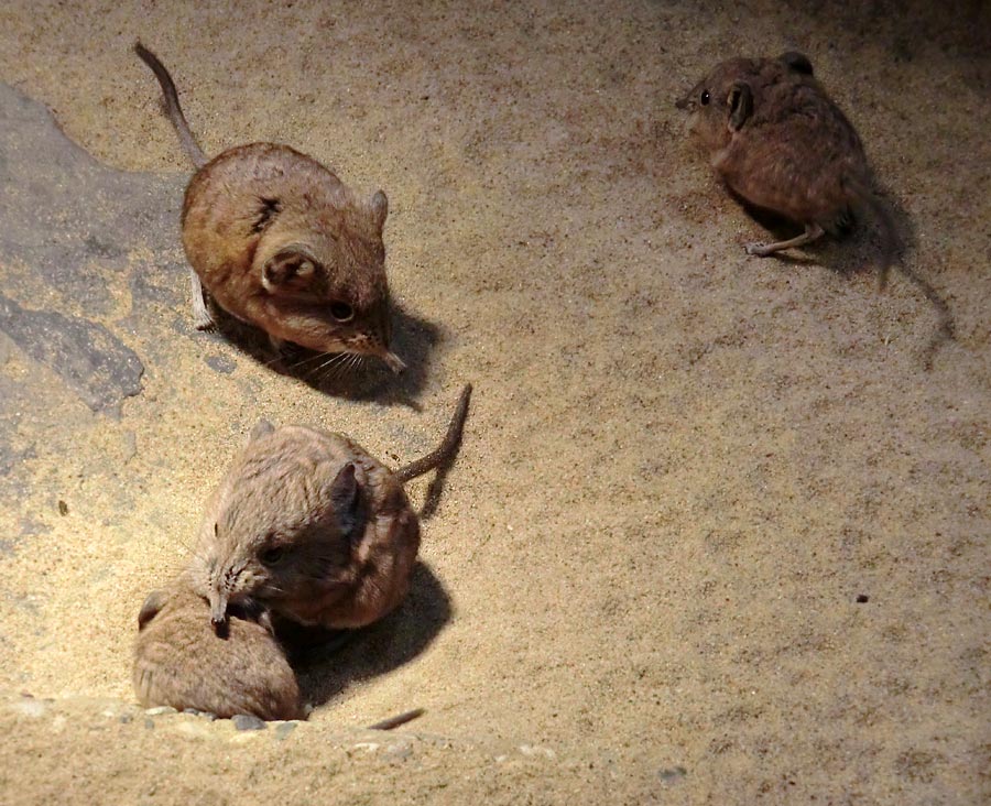 Kurzohrige Elefantenspitzmäuse im Zoo Wuppertal im Dezember 2013