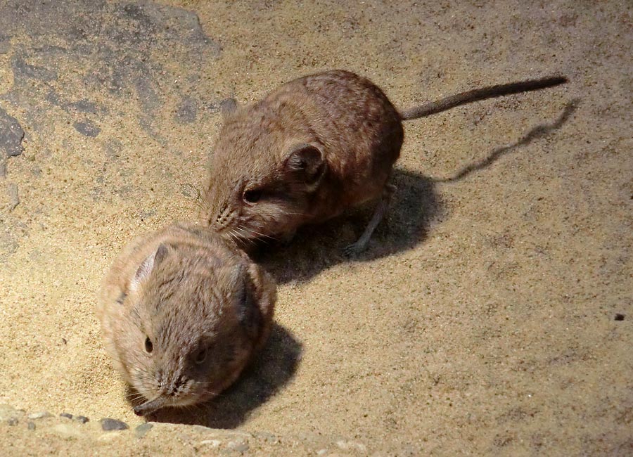 Kurzohrige Elefantenspitzmäuse im Zoologischen Garten Wuppertal im Dezember 2013