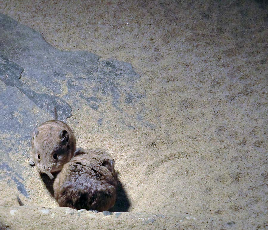 Kurzohrige Elefantenspitzmäuse im Zoo Wuppertal im Dezember 2013