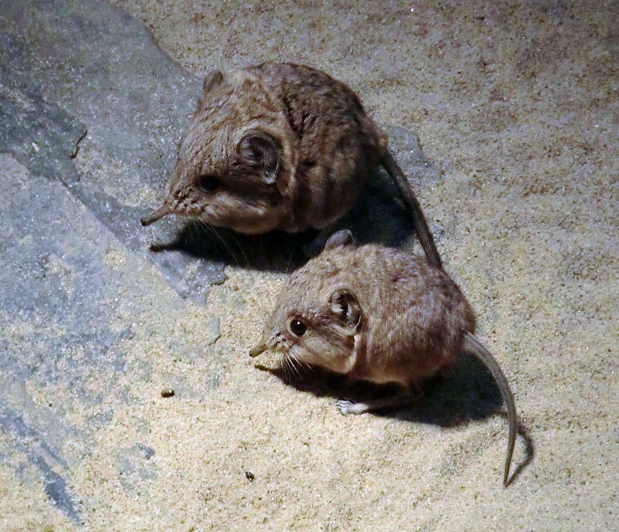 Kurzohrige Elefantenspitzmäuse im Zoologischen Garten Wuppertal im Dezember 2013