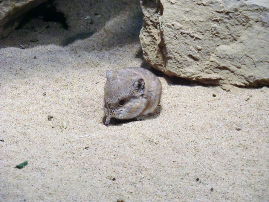 Kurzohrige Elefantenspitzmaus im Wuppertaler Zoo im Dezember 2013