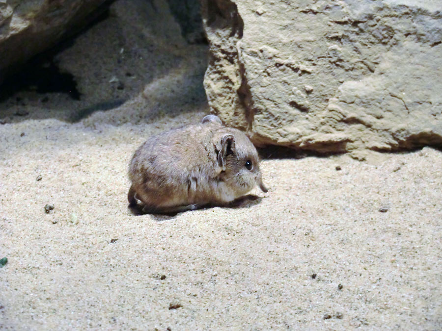 Kurzohrige Elefantenspitzmaus im Zoo Wuppertal im Dezember 2013