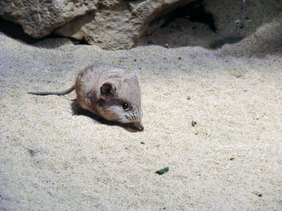 Kurzohrige Elefantenspitzmaus im Zoologischen Garten Wuppertal im Dezember 2013