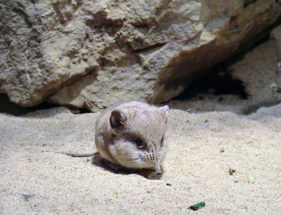 Kurzohrige Elefantenspitzmaus im Wuppertaler Zoo im Dezember 2013