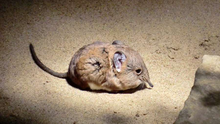 Kurzohrige Elefantenspitzmäuse im Wuppertaler Zoo im Januar 2014