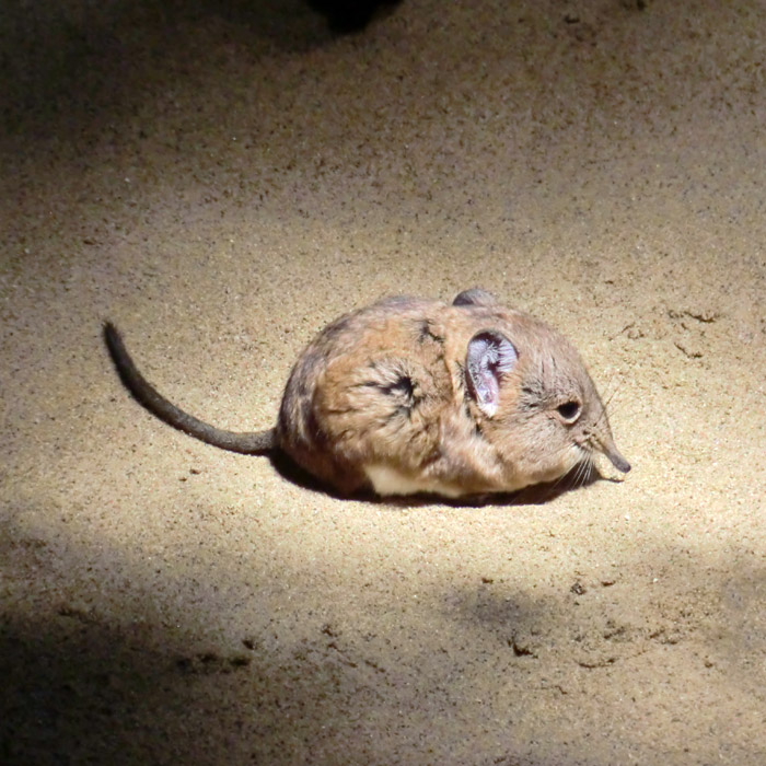 Kurzohrige Elefantenspitzmaus im Wuppertaler Zoo im Januar 2014