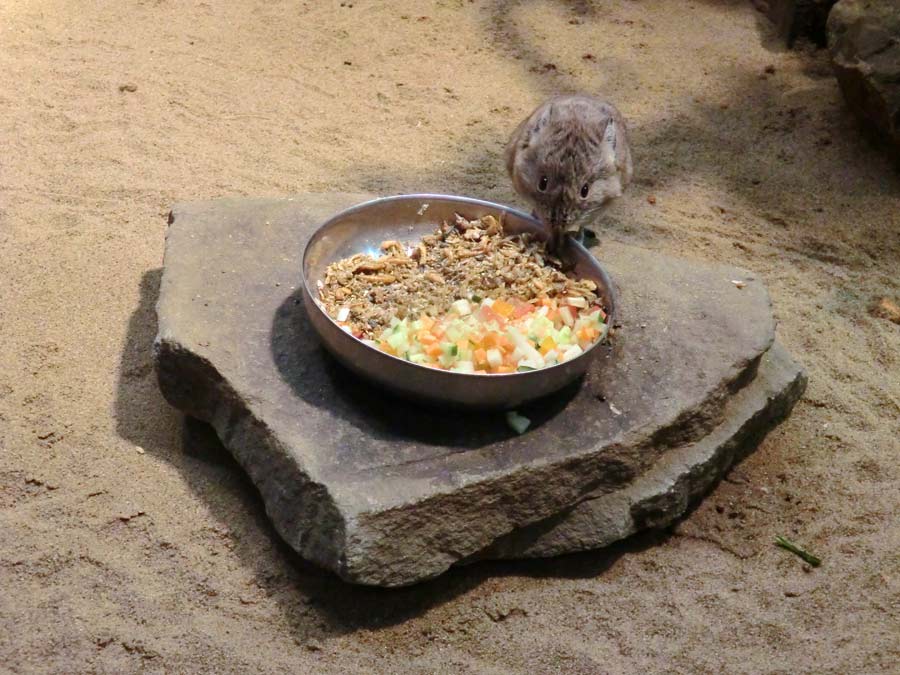 Kurzohrige Elefantenspitzmäuse im Zoo Wuppertal im Juli 2014