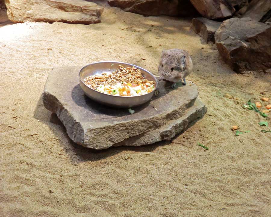 Kurzohrige Elefantenspitzmäuse im Zoologischen Garten Wuppertal im Juli 2014