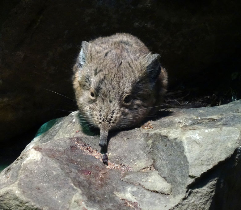 Kurzohrige Elefantenpitzmäuse am 14. Mai 2017 im Terrarium im Großkatzenhaus im Zoologischen Garten der Stadt Wuppertal