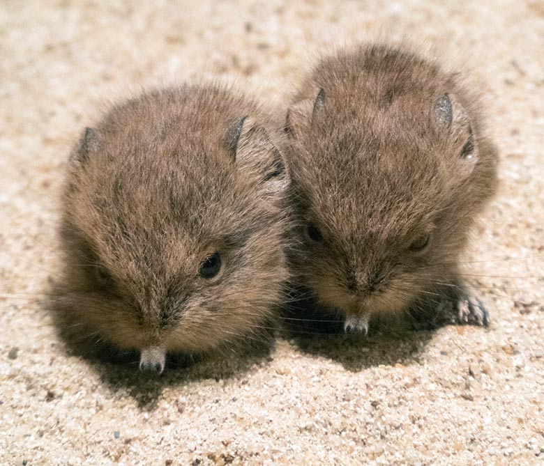 Zwei wenige Tage alte Kurzohrige Elefantenspitzmaus-Jungtiere am 4. Januar 2020 in einem Schaugehege im Großkatzen-Haus im Grünen Zoo Wuppertal