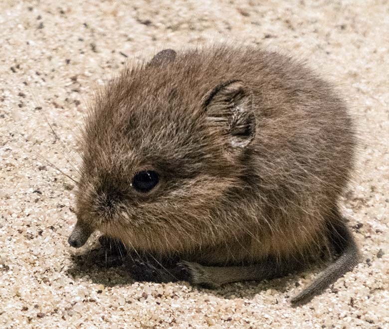 Jungtier der Kurzohrigen Elefantenspitzmaus am 5. Januar 2020 in einem Schaugehege im Großkatzen-Haus im Zoologischen Garten der Stadt Wuppertal