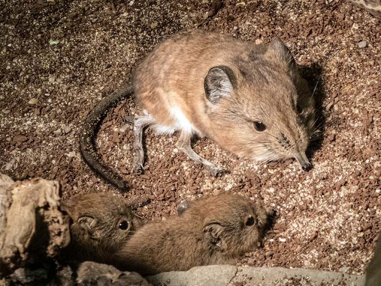 Kurzohrige Elefantenspitzmaus mit Jungtieren am 6. Januar 2020 in einem Schaugehege im Großkatzen-Haus im Zoologischen Garten Wuppertal