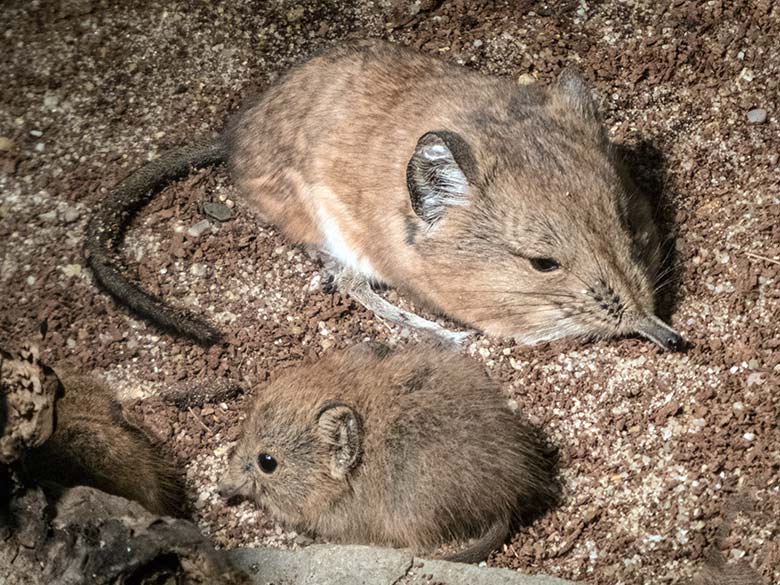 Kurzohrige Elefantenspitzmaus mit Jungtier am 6. Januar 2020 in einem Schaugehege im Großkatzen-Haus im Wuppertaler Zoo