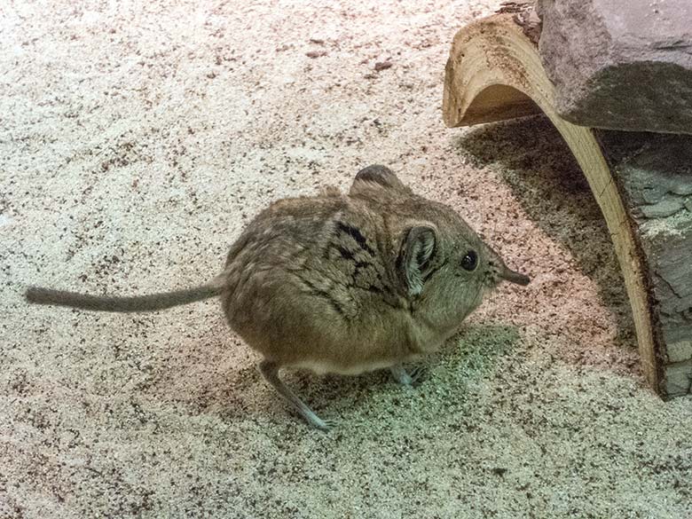 Jungtier der Kurzohrigen Elefantenspitzmaus am 6. Januar 2020 in einem Schaugehege im Großkatzen-Haus im Zoo Wuppertal