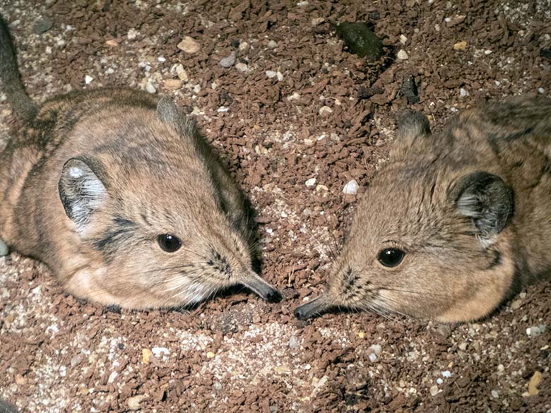 Zwei adulte Kurzohrige Elefantenspitzmäuse am 12. Januar 2020 in einem Schaugehege im Goßkatzen-Haus im Grünen Zoo Wuppertal