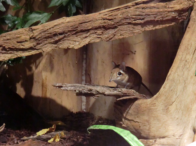 Rotbrauner Rüsselspringer im Wuppertaler Zoo am 22. November 2013