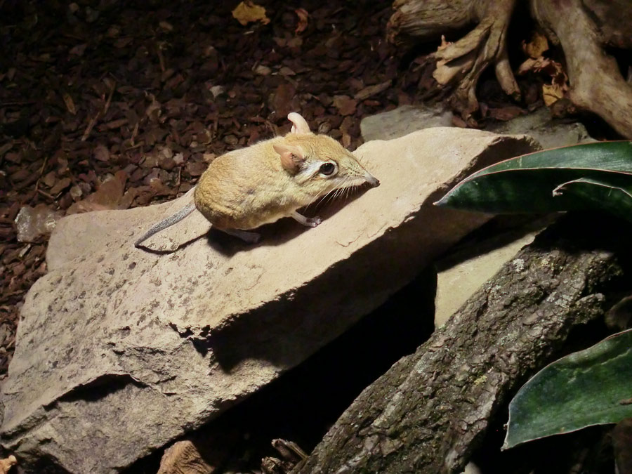 Rote Elefantenspitzmaus im Wuppertaler Zoo im Januar 2014