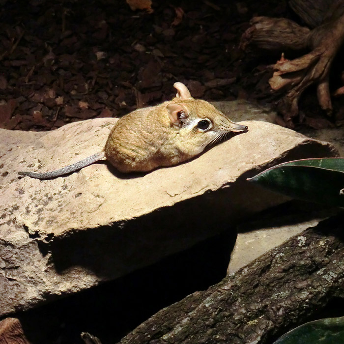 Rote Elefantenspitzmaus im Wuppertaler Zoo im Januar 2014