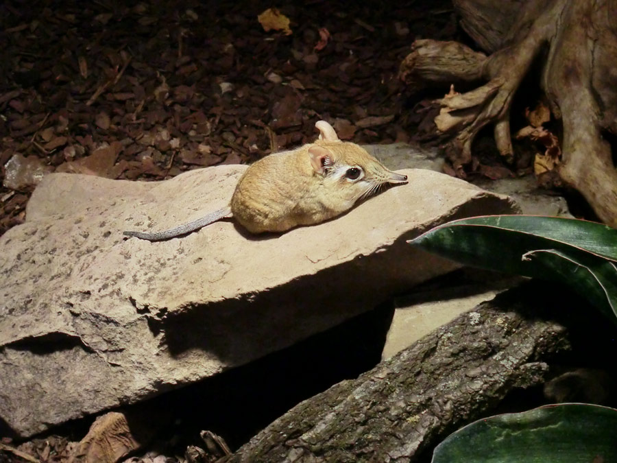 Rote Elefantenspitzmaus im Zoo Wuppertal im Januar 2014