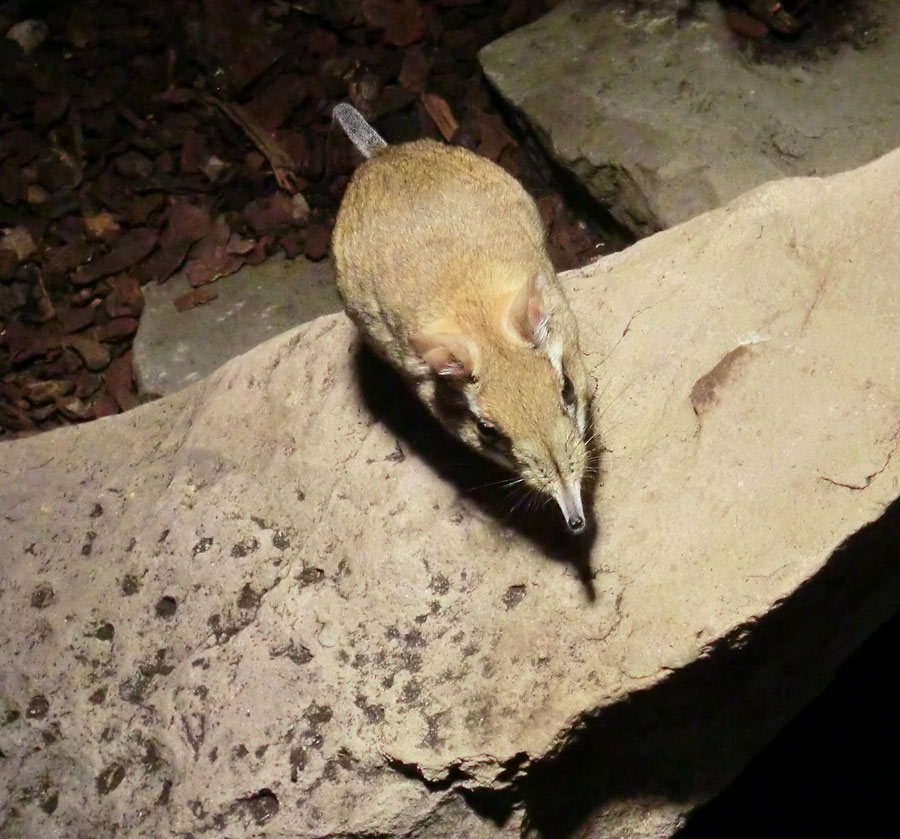 Rote Elefantenspitzmaus im Zoologischen Garten Wuppertal im Januar 2014