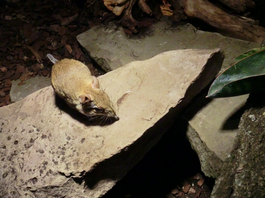 Rote Elefantenspitzmaus im Wuppertaler Zoo im Januar 2014