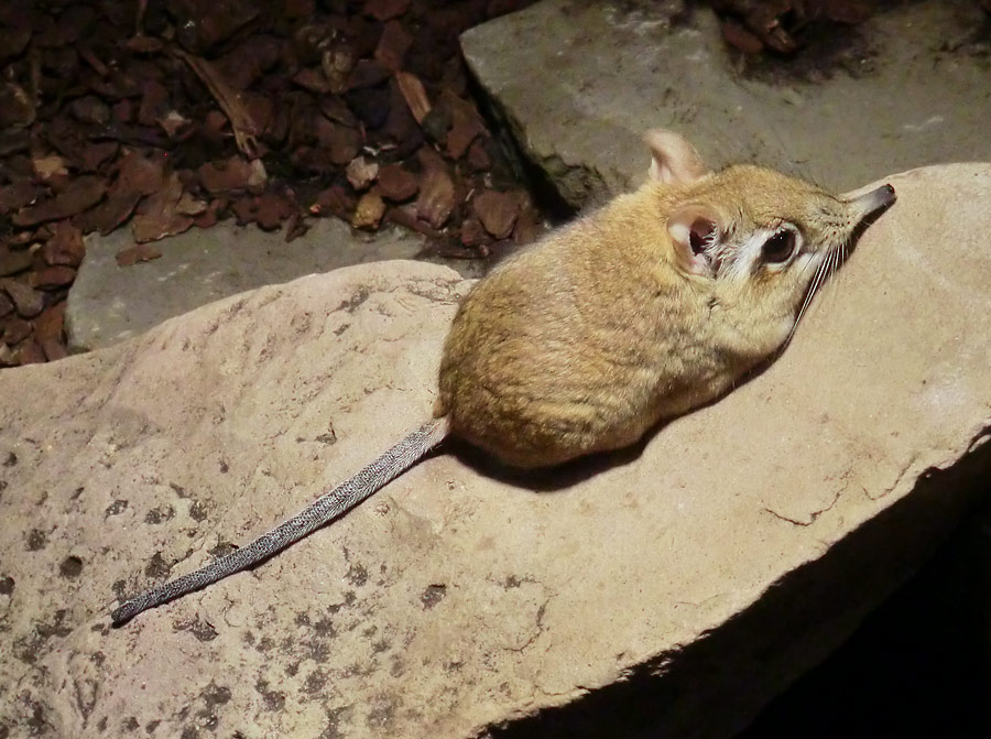 Rote Elefantenspitzmaus im Zoo Wuppertal im Januar 2014