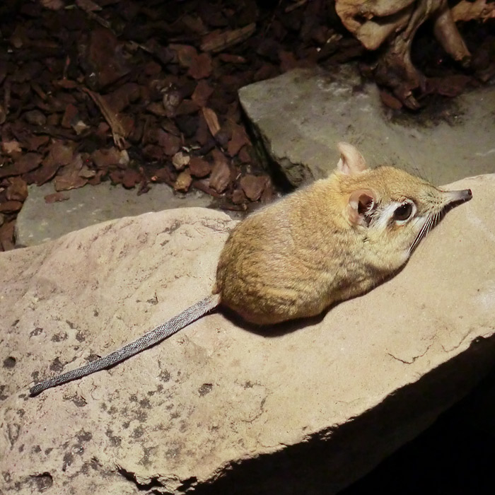 Rote Elefantenspitzmaus im Wuppertaler Zoo im Januar 2014