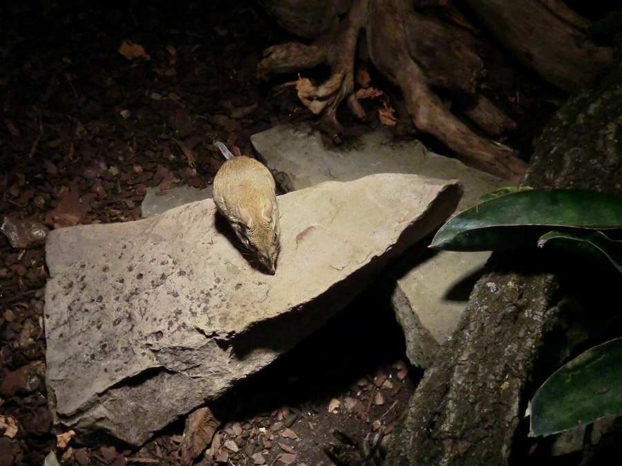 Rote Elefantenspitzmaus im Zoologischen Garten Wuppertal im Januar 2014