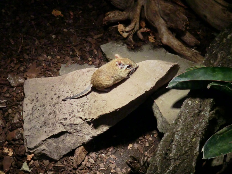 Rote Elefantenspitzmaus im Wuppertaler Zoo im Januar 2014