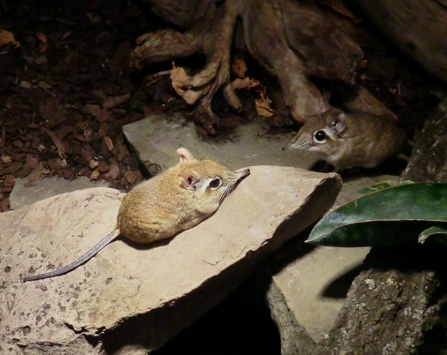 Rote Elefantenspitzmaus im Zoo Wuppertal im Januar 2014